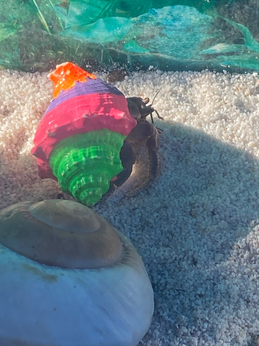 3 Hermit Crabs in a 5 gallon Rescue!