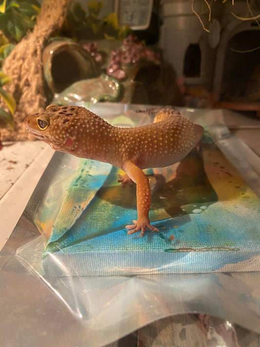 Ethel the Leopard Gecko