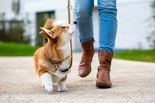 Pet Care Services