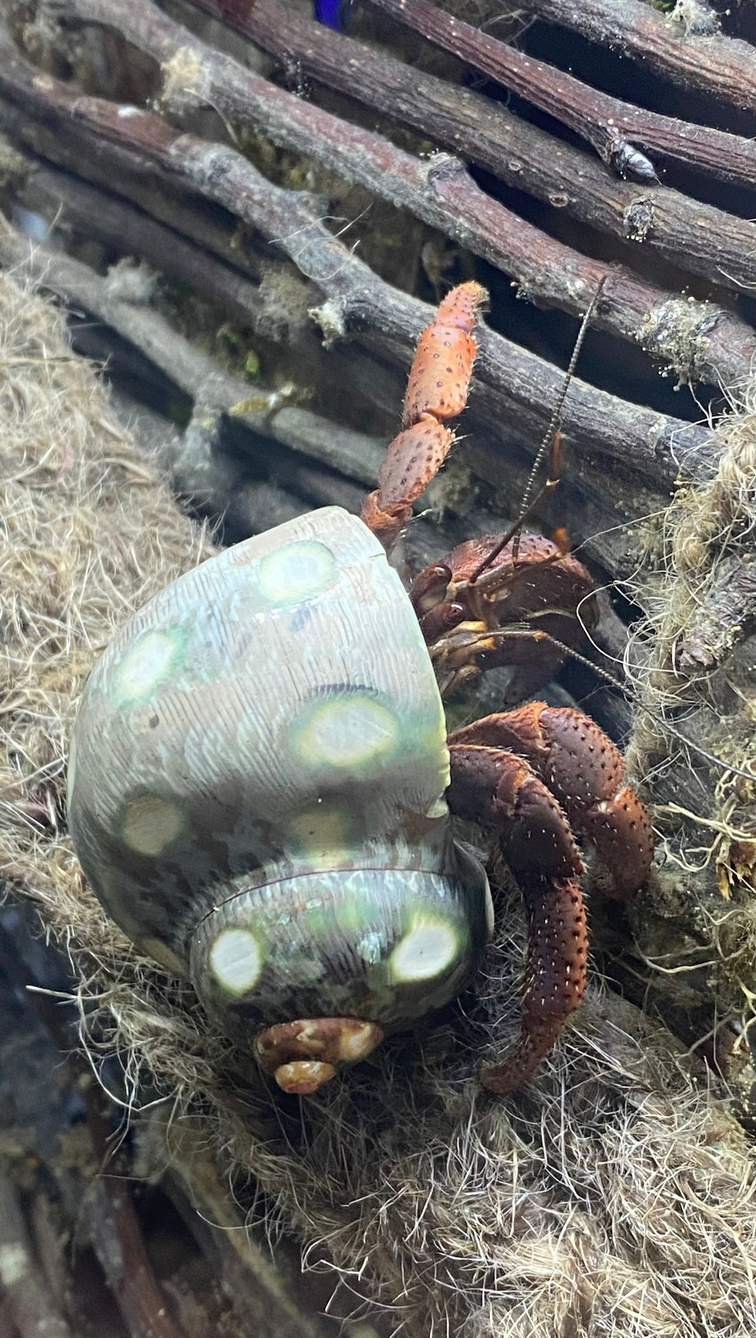 Cabela The Hermit Crab Rescue