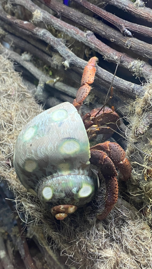 Cabela The Hermit Crab Rescue