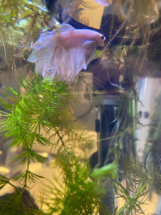 Fish Euthanasia