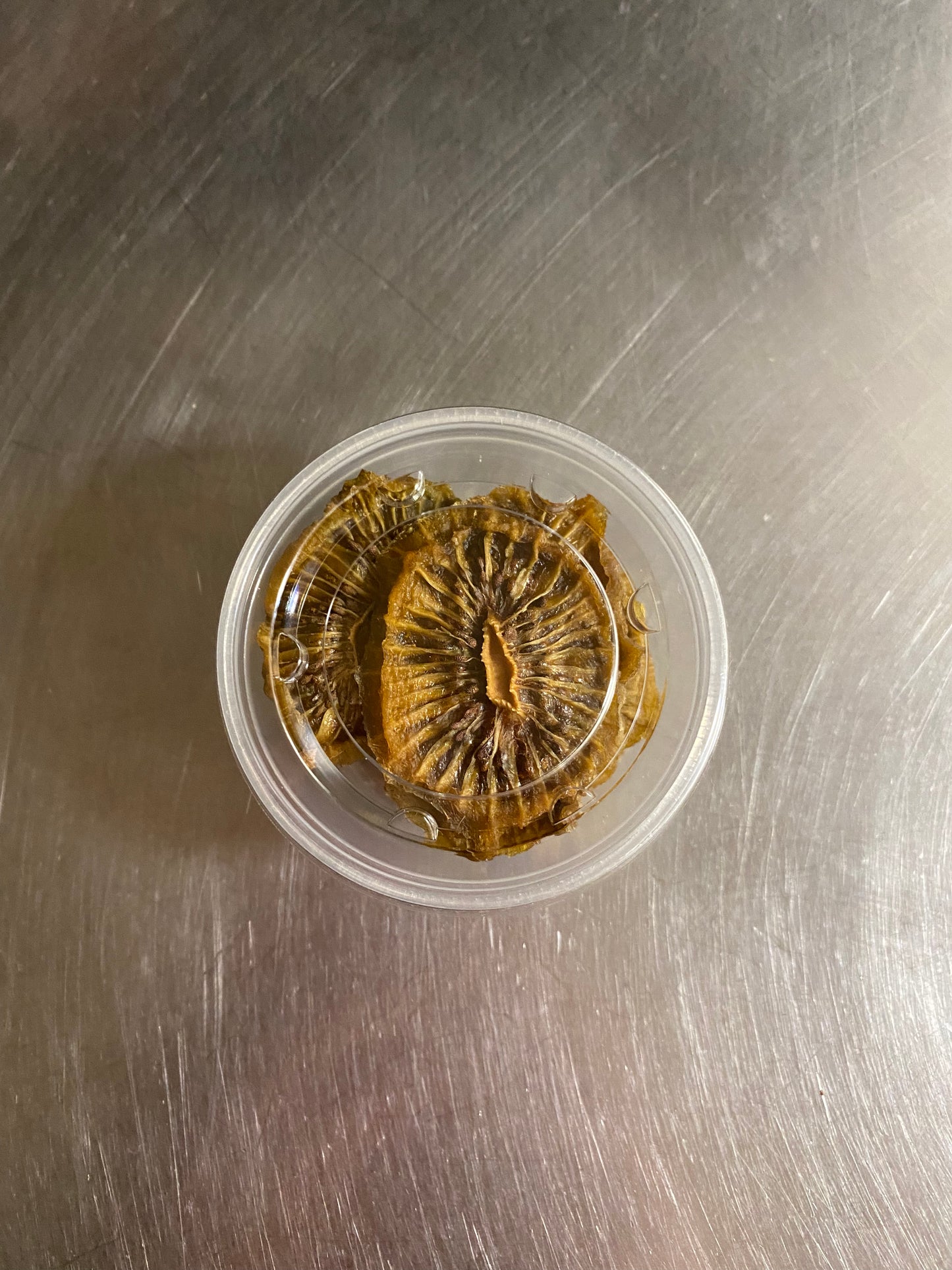 Golden Kiwi Rounds - for Hermit Crabs