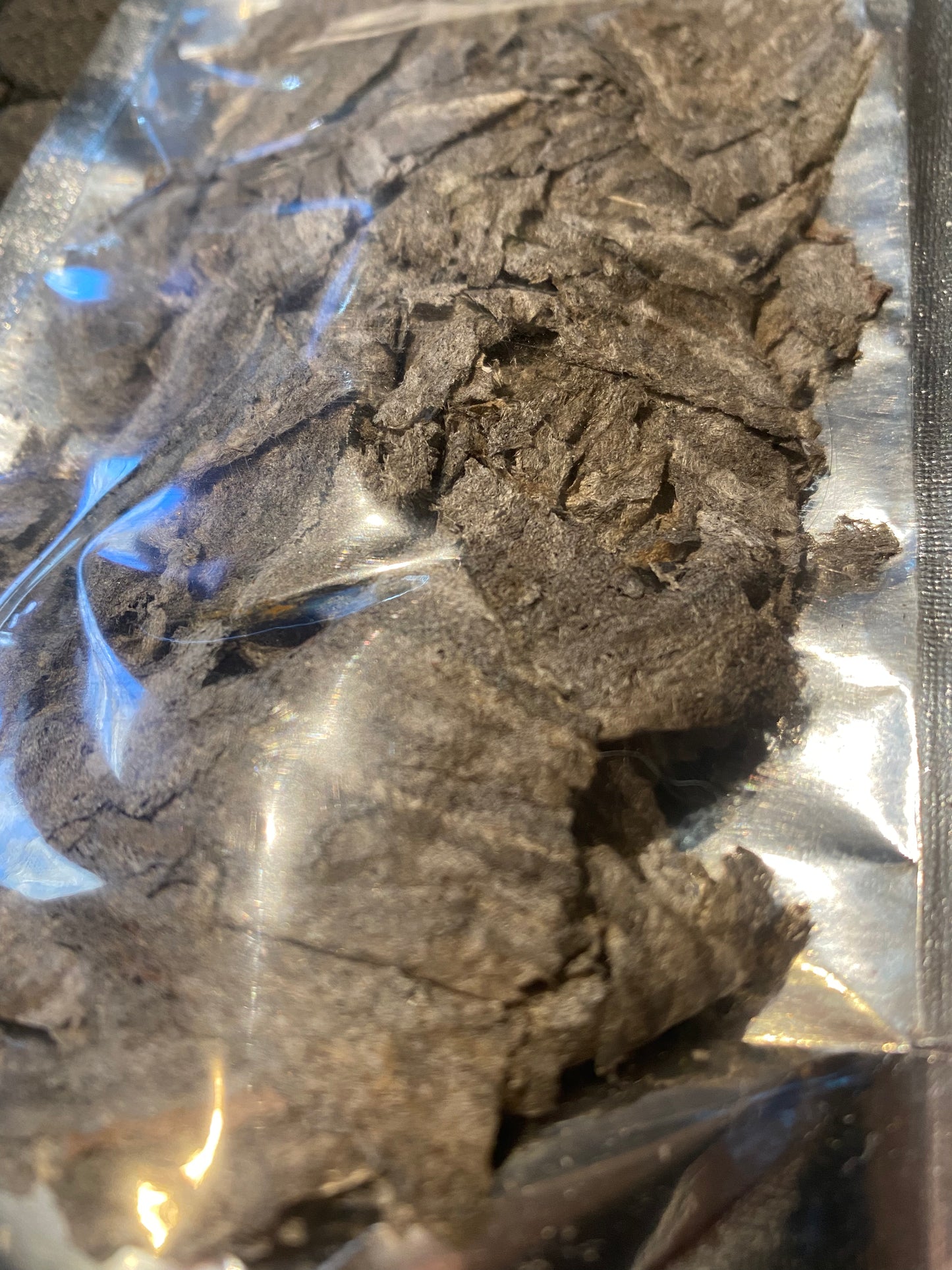 Paper Wasp Nest Shell - for Hermit Crabs