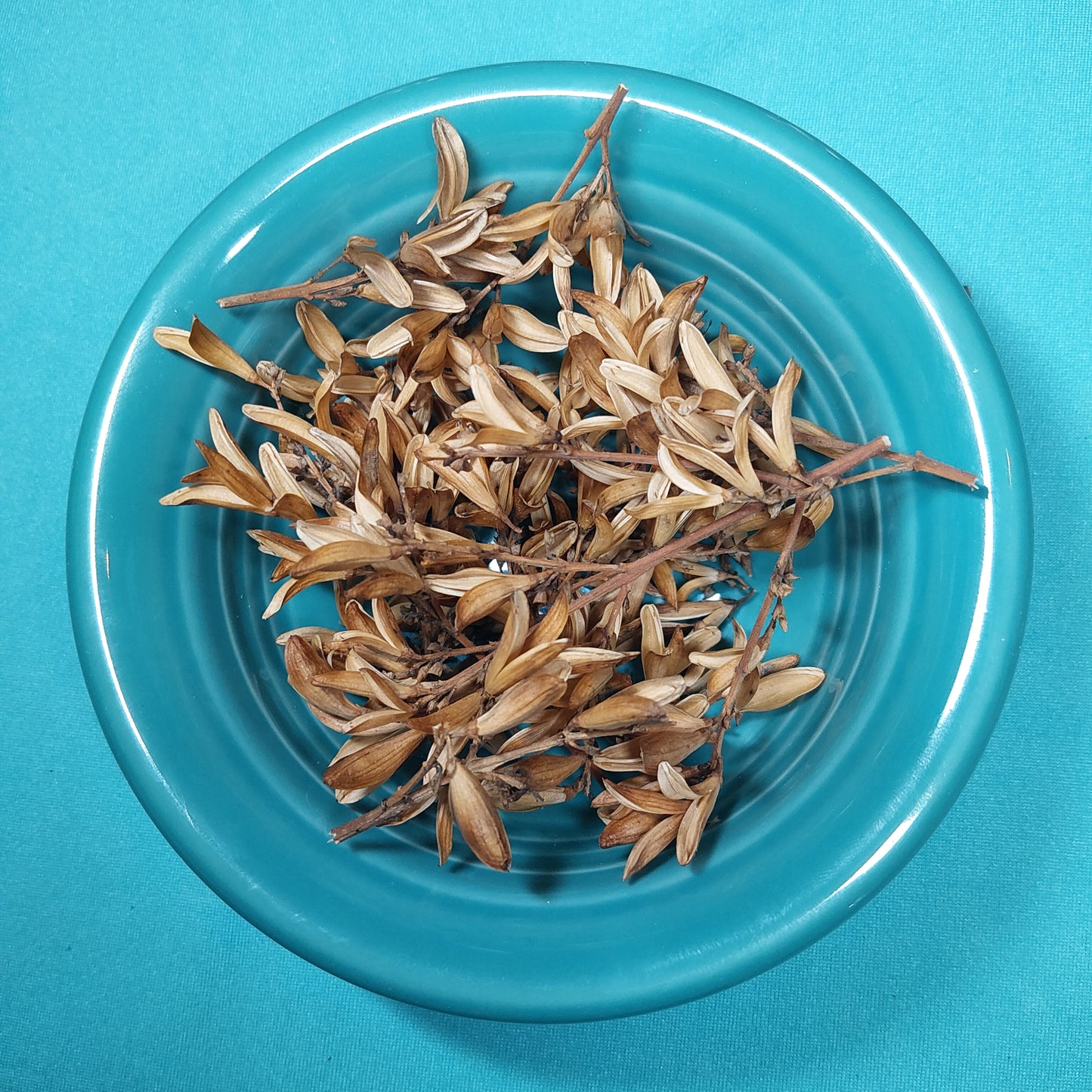 Lilac Seed Pods - for Hermit Crabs