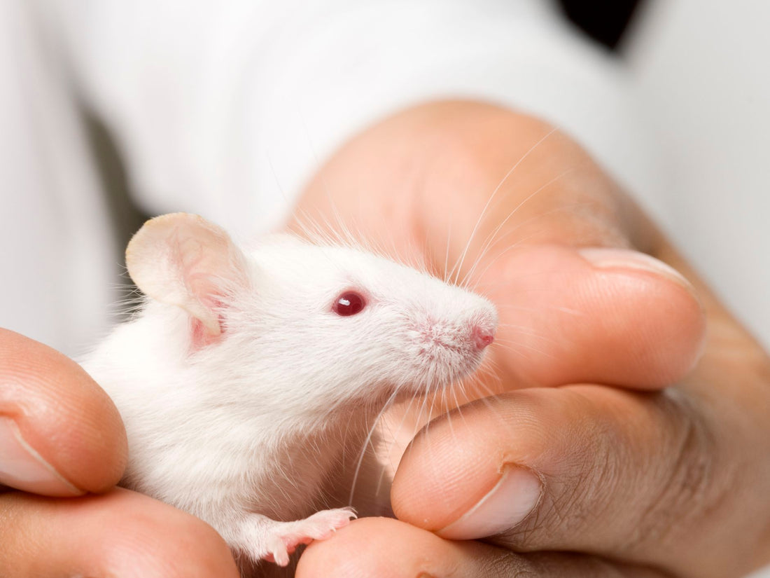 Hamsters, Rat, Mice