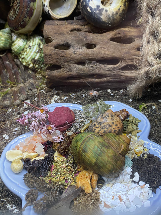 Hershey and Kiss the Hermit Crabs Rescue