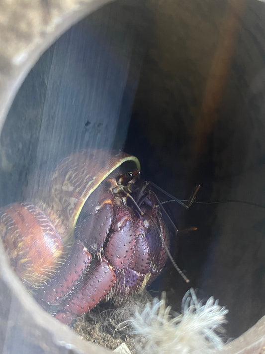 Sartan and Chandra The Hermit Crabs Rescue