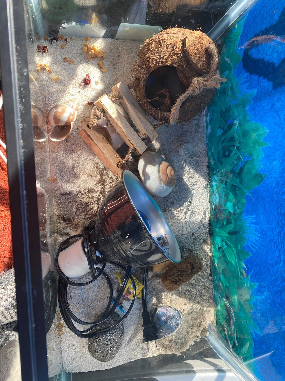 5 Hermit Crabs in a 10 gallon Rescue