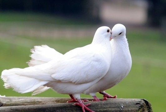 Dove Release - Wedding