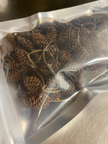 Alder Cones - for Hermit Crabs