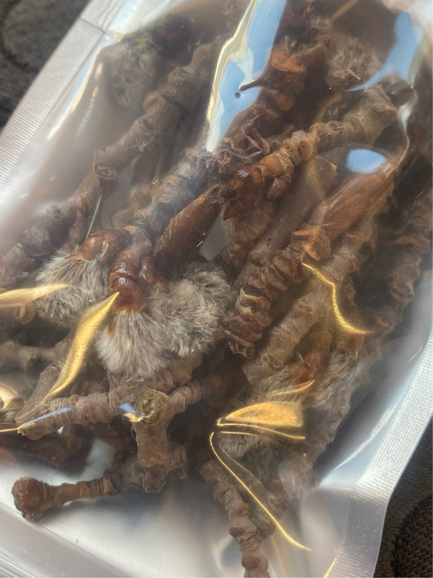 Poplar Buds - for Hermit Crabs