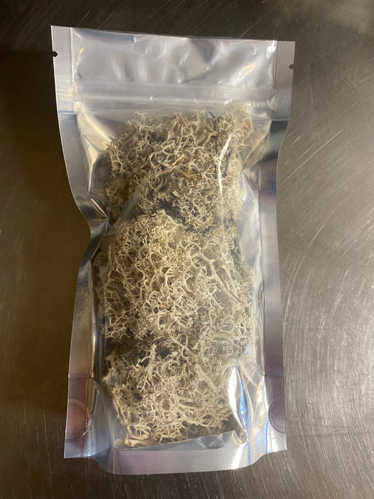 Reindeer Lichen - for Hermit Crabs
