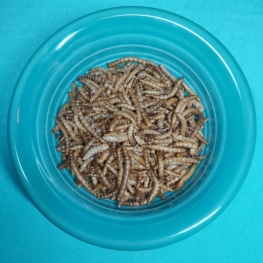 Hand Raised Mealworms - for Hermit Crabs