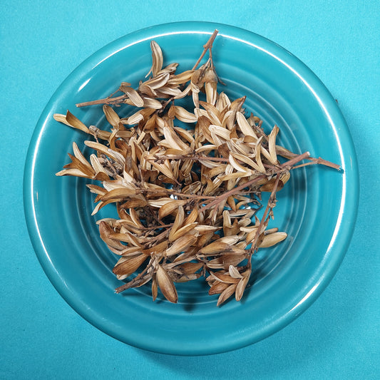 Lilac Seed Pods - for Hermit Crabs