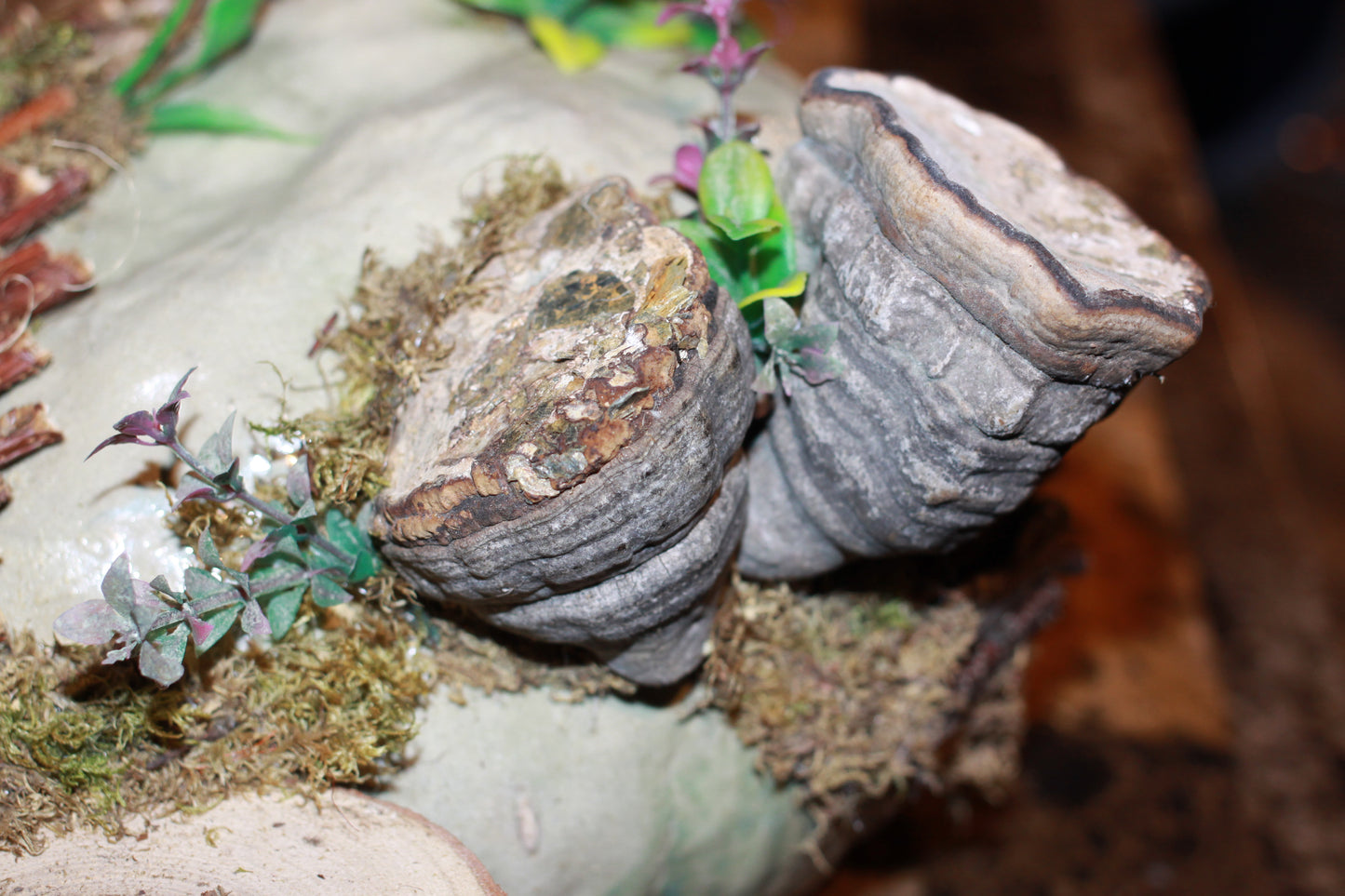 The Quiet Burrow - Imagination Creation for Hermit Crabs